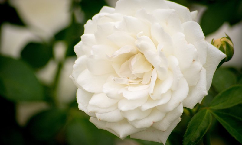 Обои роза, лепестки., rose, petals. разрешение 1920x1200 Загрузить