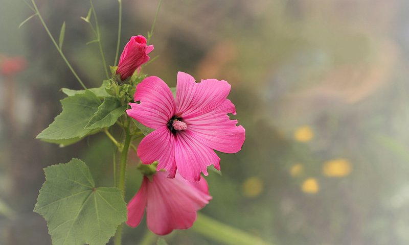 Обои цветы, фон, розовые, мальва, flowers, background, pink, mallow разрешение 1920x1200 Загрузить