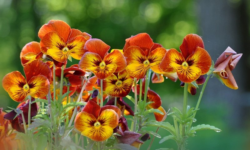 Обои цветы, анютины глазки, желто-оранжевые, flowers, pansy, yellow-orange разрешение 1920x1200 Загрузить