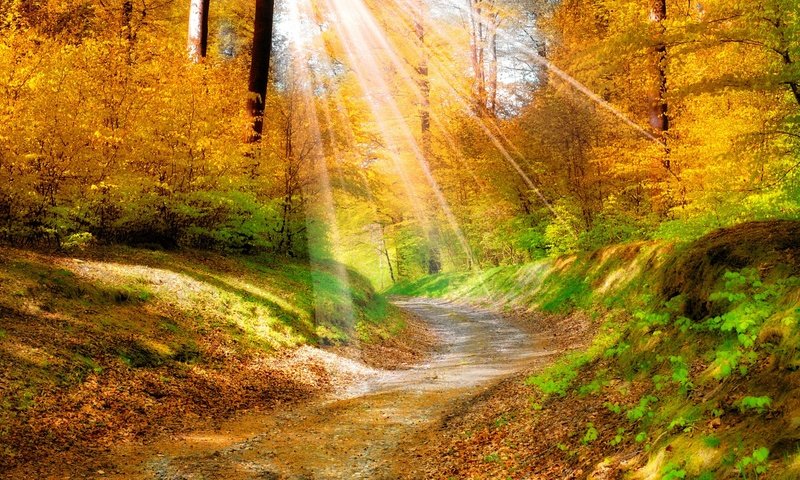 Обои деревья, природа, листья, осень, тропинка, солнечные лучи, trees, nature, leaves, autumn, path, the sun's rays разрешение 1920x1080 Загрузить