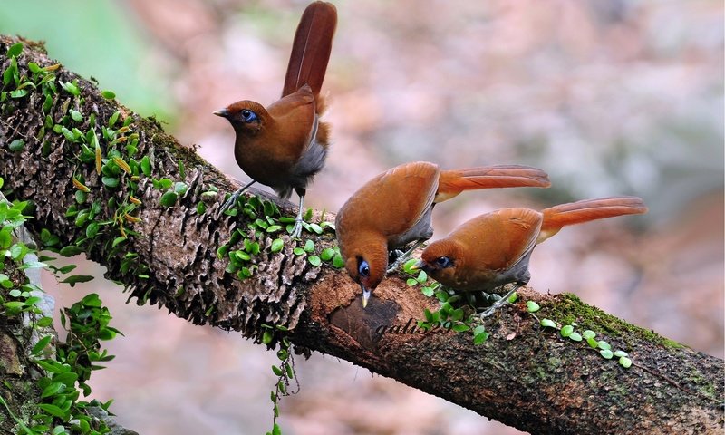 Обои дерево, лес, птицы, клюв, перья, птиц, tree, forest, birds, beak, feathers разрешение 1920x1200 Загрузить