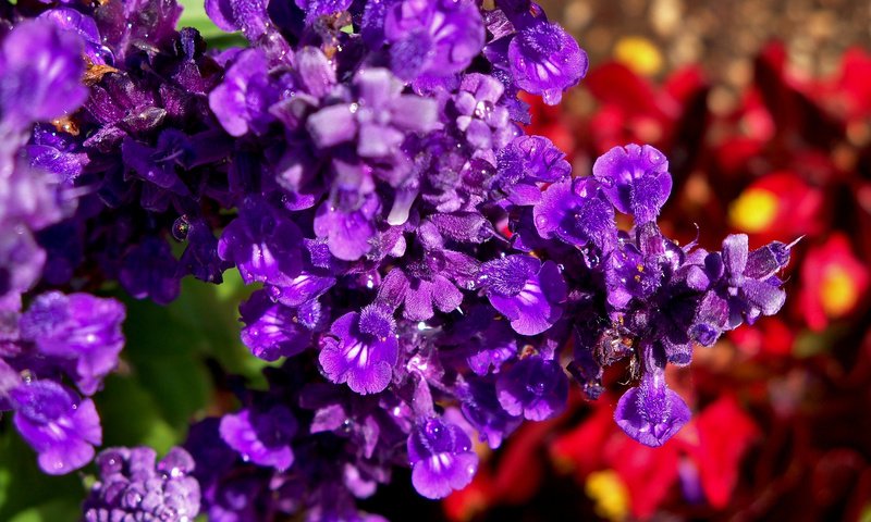 Обои цветы, макро, роса, красиво, фиолетовые, flowers, macro, rosa, beautiful, purple разрешение 2048x1536 Загрузить