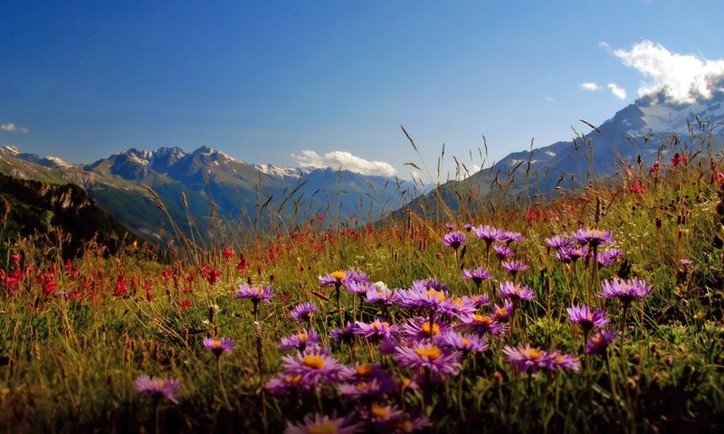 Обои цветы, горы, долина, flowers, mountains, valley разрешение 1920x1080 Загрузить