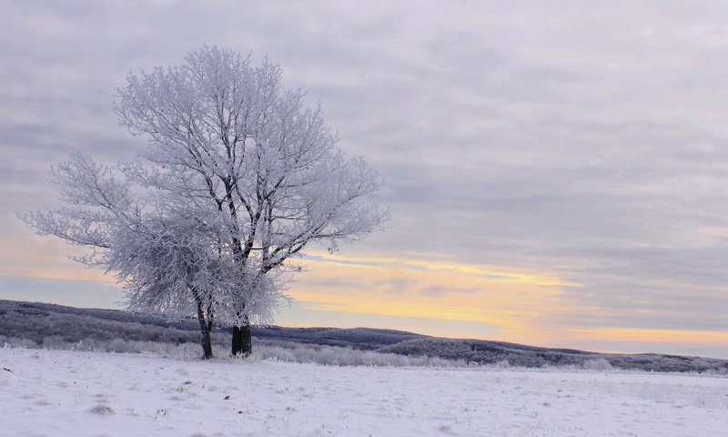 Обои деревья, снег, зима, пейзаж, иней, trees, snow, winter, landscape, frost разрешение 2048x1366 Загрузить