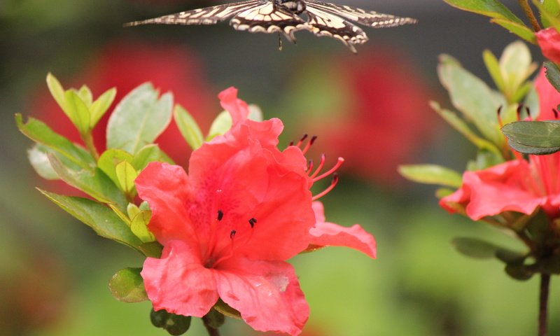 Обои цветы, насекомое, бабочка, в полёте, flowers, insect, butterfly, in flight разрешение 5184x3456 Загрузить