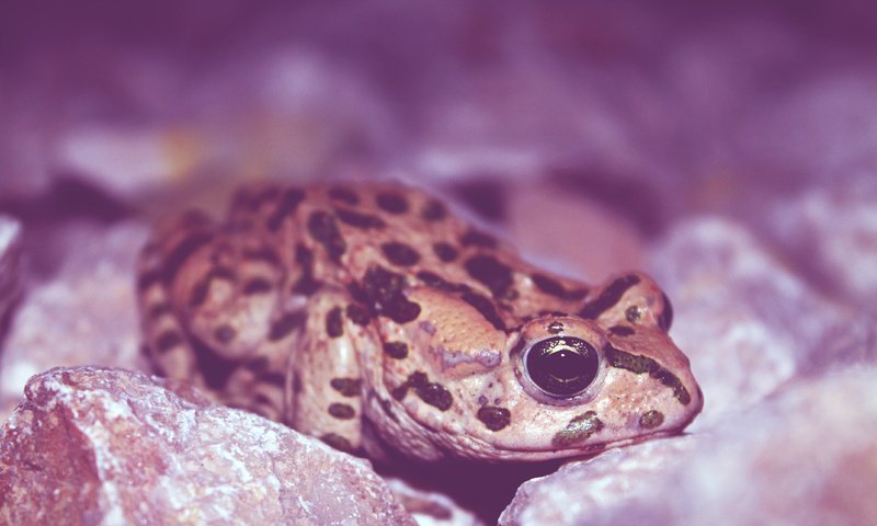 Обои глаза, лягушка, земноводное, eyes, frog, amphibian разрешение 4272x2848 Загрузить