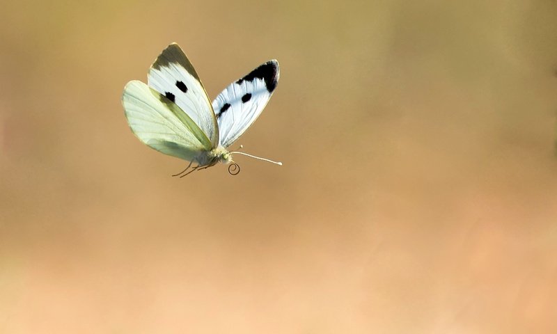 Обои фон, полет, бабочка, насекомые, background, flight, butterfly, insects разрешение 2048x1356 Загрузить