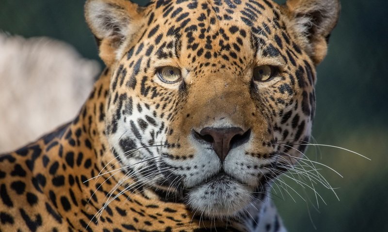 Обои морда, усы, хищник, ягуар, face, mustache, predator, jaguar разрешение 1920x1280 Загрузить