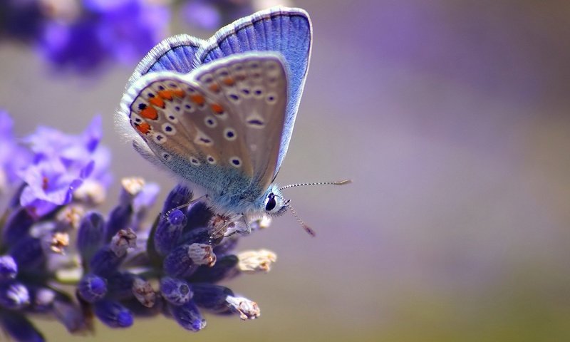 Обои макро, насекомое, цветок, бабочка, крылья, размытость, голубянка, macro, insect, flower, butterfly, wings, blur, blue разрешение 1920x1080 Загрузить
