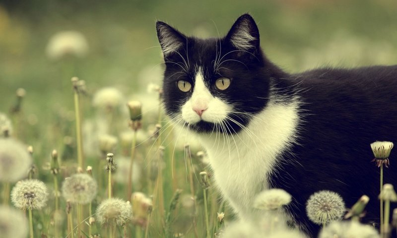 Обои кот, кошка, луг, одуванчики, чёрно-белый, cat, meadow, dandelions, black and white разрешение 2048x1280 Загрузить