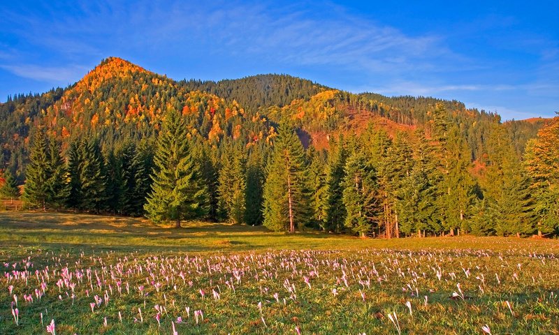 Обои небо, цветы, деревья, горы, лес, луг, румыния, the sky, flowers, trees, mountains, forest, meadow, romania разрешение 3000x2000 Загрузить