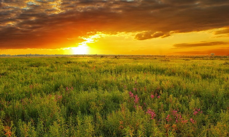 Обои небо, природа, закат, лето, луг, the sky, nature, sunset, summer, meadow разрешение 2560x1600 Загрузить