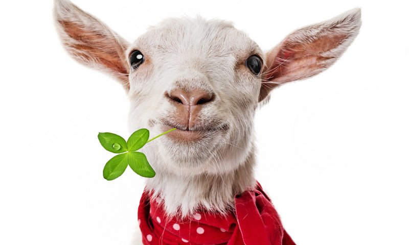 Обои коза, платок, козленок, goat, shawl разрешение 1920x1712 Загрузить