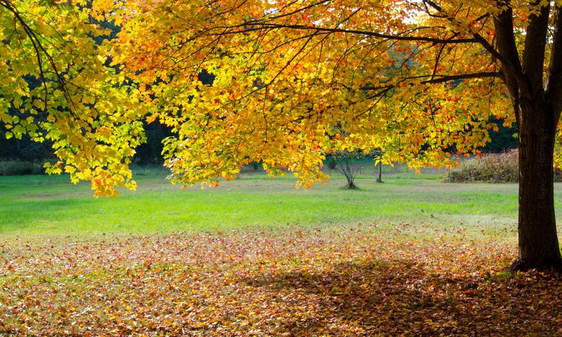 Обои деревья, листья, парк, осень, trees, leaves, park, autumn разрешение 2048x1356 Загрузить