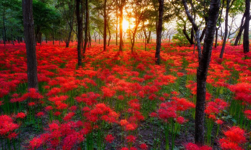 Обои небо, цветы, деревья, солнце, лес, пейзаж, the sky, flowers, trees, the sun, forest, landscape разрешение 2048x1367 Загрузить