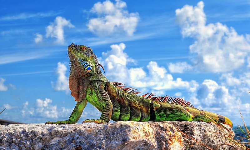 Обои небо, ящерица, камень, игуана, the sky, lizard, stone, iguana разрешение 1920x1200 Загрузить