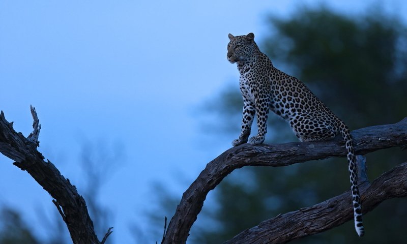 Обои ночь, дерево, леопард, хищник, night, tree, leopard, predator разрешение 1920x1200 Загрузить