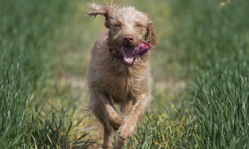 Обои природа, бег, ирландский волкодав, nature, running, the irish wolfhound разрешение 1920x1200 Загрузить