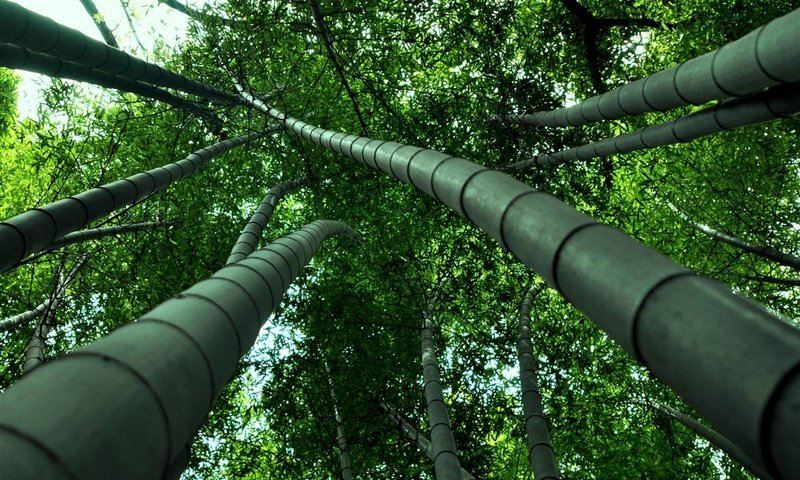 Обои листва, бамбук, ствол, foliage, bamboo, trunk разрешение 1920x1200 Загрузить