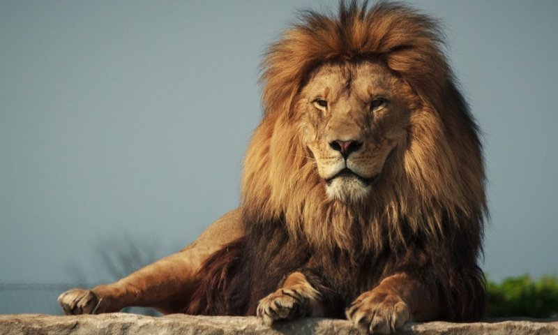 Обои хищник, лев, грива, predator, leo, mane разрешение 1920x1200 Загрузить