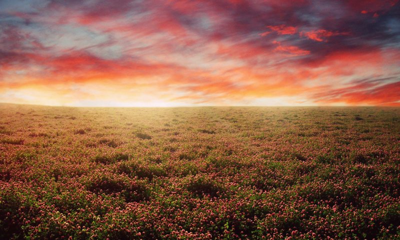Обои небо, цветы, закат, поле, the sky, flowers, sunset, field разрешение 1920x1080 Загрузить