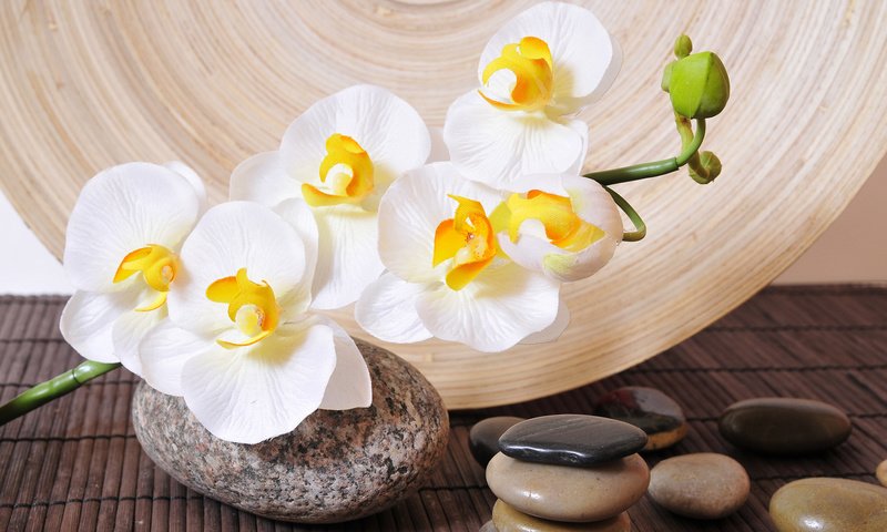 Обои белая, орхидея, камешки, white, orchid, pebbles разрешение 1920x1200 Загрузить