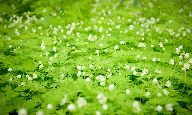 Обои цветы, белые, полевые, flowers, white, field разрешение 2560x1709 Загрузить