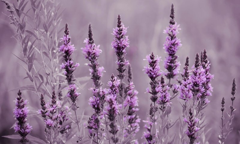 Обои цветы, природа, лаванда, луг, flowers, nature, lavender, meadow разрешение 2048x1356 Загрузить