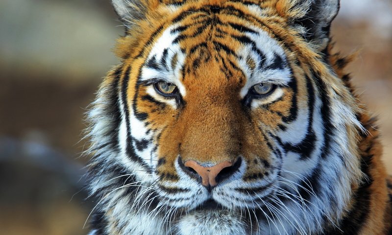 Обои тигр, морда, хищник, амурский, амурский тигр, tiger, face, predator, amur, the amur tiger разрешение 2560x1707 Загрузить