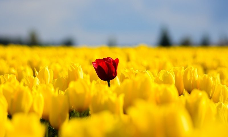 Обои цветы, поле, красный, весна, тюльпаны, желтые, flowers, field, red, spring, tulips, yellow разрешение 2046x1306 Загрузить