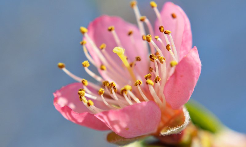 Обои небо, цветок, лепестки, сад, тычинки, весна, the sky, flower, petals, garden, stamens, spring разрешение 2048x1362 Загрузить