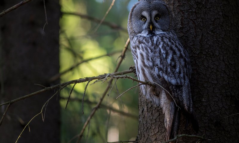 Обои сова, дерево, лес, птица, неясыть,   сова, owl, tree, forest, bird разрешение 2048x1337 Загрузить