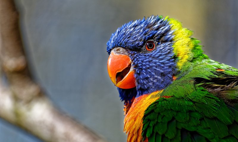Обои разноцветный, птица, попугай, красочный, радужный лорикет, colorful, bird, parrot, rainbow lorikeet разрешение 2048x1365 Загрузить