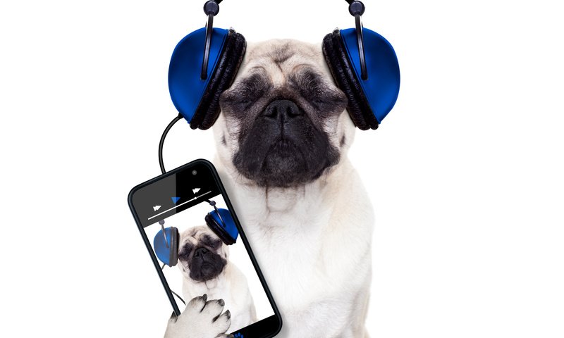 Обои собака, наушники, юмор, белый фон, телефон, мопс, смартфон, dog, headphones, humor, white background, phone, pug, smartphone разрешение 5700x4500 Загрузить