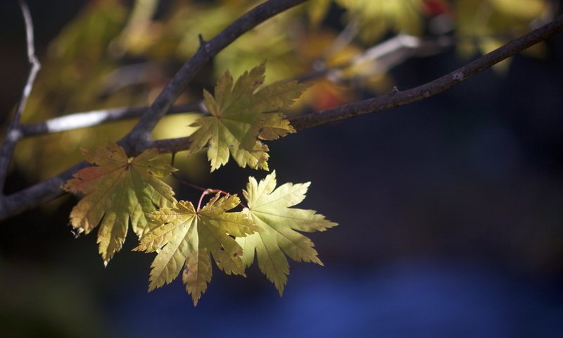 Обои природа, листья, макро, ветки, осень, nature, leaves, macro, branches, autumn разрешение 1920x1200 Загрузить