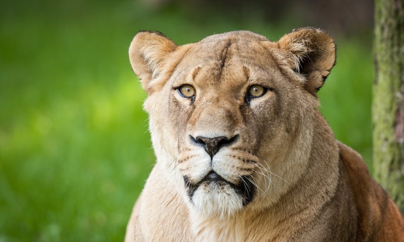 Обои морда, хищник, лев, львица, face, predator, leo, lioness разрешение 3888x2592 Загрузить