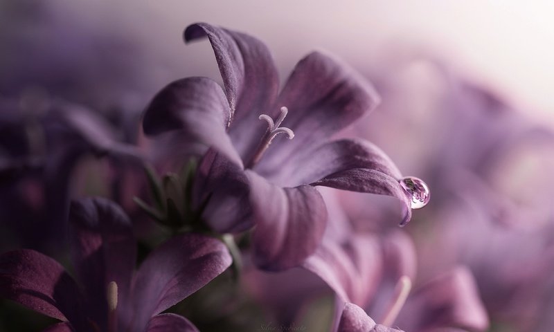 Обои цветы, макро, лепестки, колокольчики, фиолетовые, капелька, flowers, macro, petals, bells, purple, drop разрешение 2048x1367 Загрузить