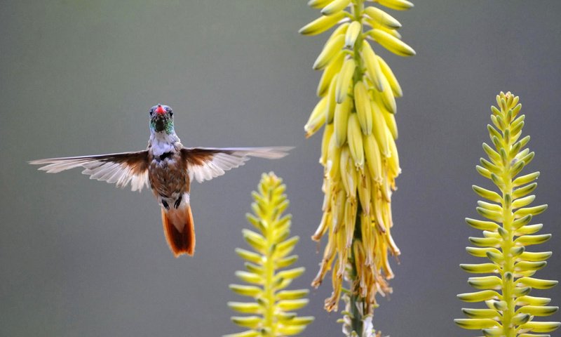 Обои цветы, крылья, птица, желтые, колибри, птаха, flowers, wings, bird, yellow, hummingbird разрешение 1920x1080 Загрузить
