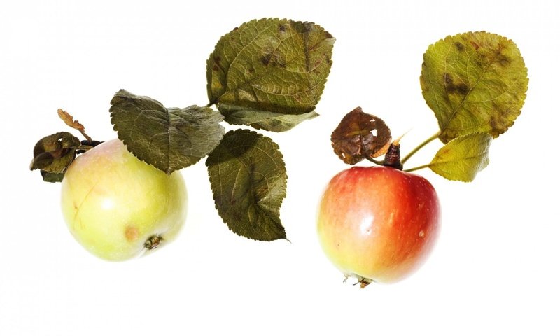 Обои фрукты, яблоки, белый фон, листики, спелые, fruit, apples, white background, leaves, ripe разрешение 1920x1280 Загрузить