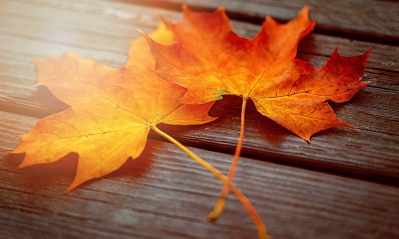 Обои свет, листья, макро, осень, доски, два, клёна, light, leaves, macro, autumn, board, two, maple разрешение 2048x1367 Загрузить