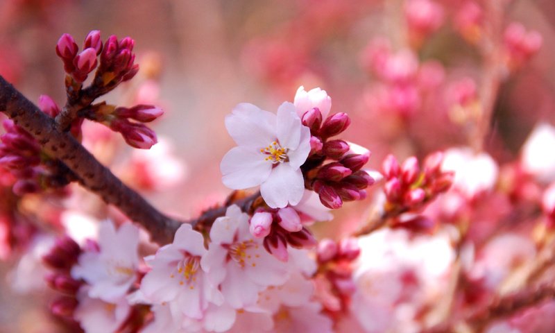 Обои цветы, природа, цветение, макро, весна, вишня, flowers, nature, flowering, macro, spring, cherry разрешение 2560x1600 Загрузить