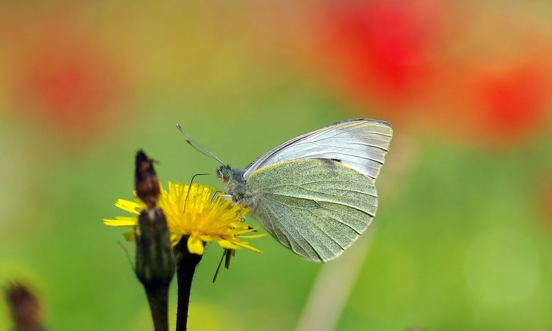 Обои желтый, макро, насекомое, цветок, бабочка, белая, ziva & amir, yellow, macro, insect, flower, butterfly, white разрешение 3020x2050 Загрузить