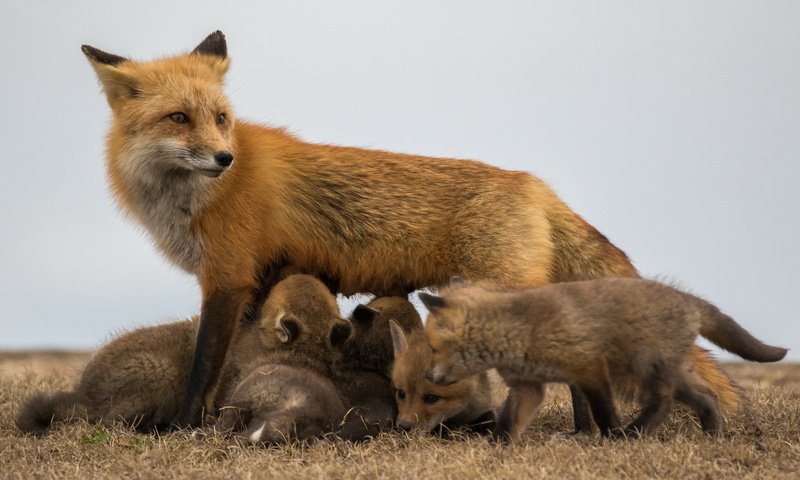 Обои лиса, лисята, лисы, потомство, fox, cubs, offspring разрешение 1920x1280 Загрузить