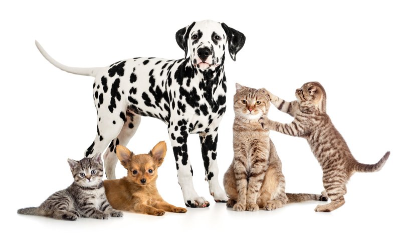 Обои белый фон, далматин, кошки, котята, собаки, далматинец, чихуахуа, white background, dalmatian, cats, kittens, dogs, dalmatians, chihuahua разрешение 5600x3500 Загрузить
