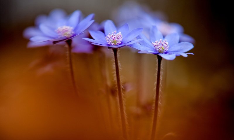 Обои цветы, макро, весна, синие, анемоны, anemone hepatica, печеночники, flowers, macro, spring, blue, anemones, the liverworts разрешение 1920x1200 Загрузить