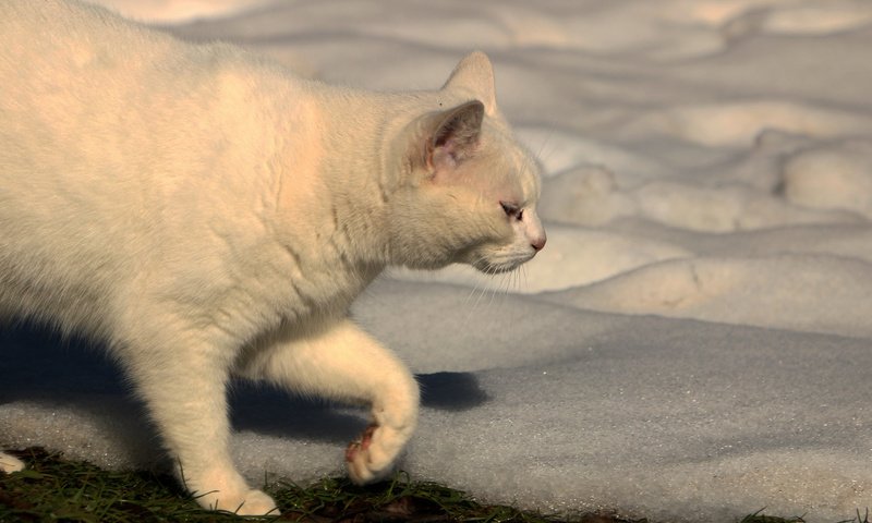 Обои снег, кот, кошка, белый, ошка, snow, cat, white, oshka разрешение 2048x1265 Загрузить