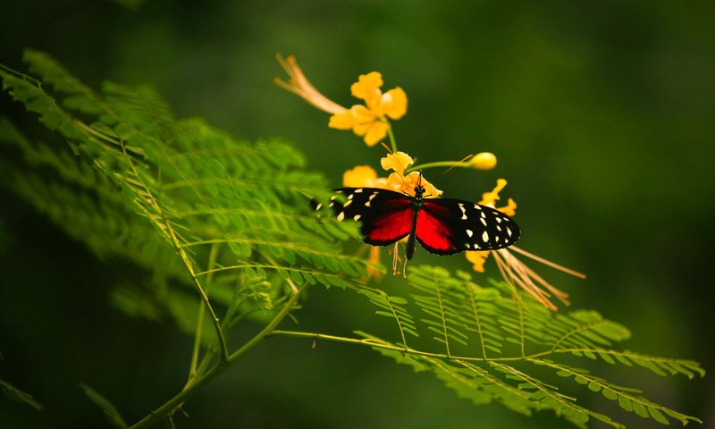 Обои макро, насекомое, цветок, бабочка, крылья, растение, macro, insect, flower, butterfly, wings, plant разрешение 4729x3547 Загрузить