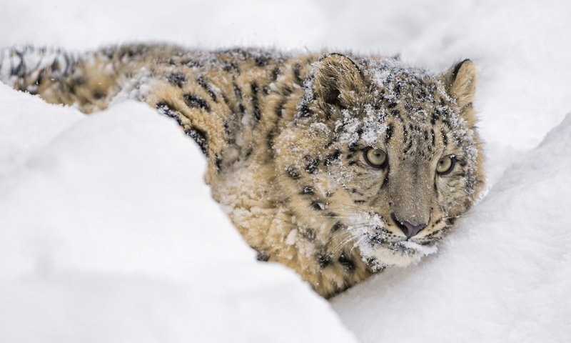 Обои морда, снежный леопард, снег, лежит, хищник, снежный барс, ирбис, барс, дикая кошка, face, snow, lies, predator, snow leopard, irbis, bars, wild cat разрешение 2800x1490 Загрузить