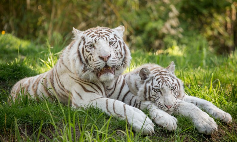 Обои тигр, трава, кошка, пара, отдых, белый тигр, tiger, grass, cat, pair, stay, white tiger разрешение 5184x3456 Загрузить