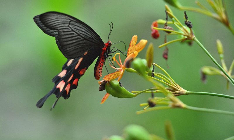 Обои цветы, насекомое, бабочка, крылья, растение, flowers, insect, butterfly, wings, plant разрешение 2048x1363 Загрузить